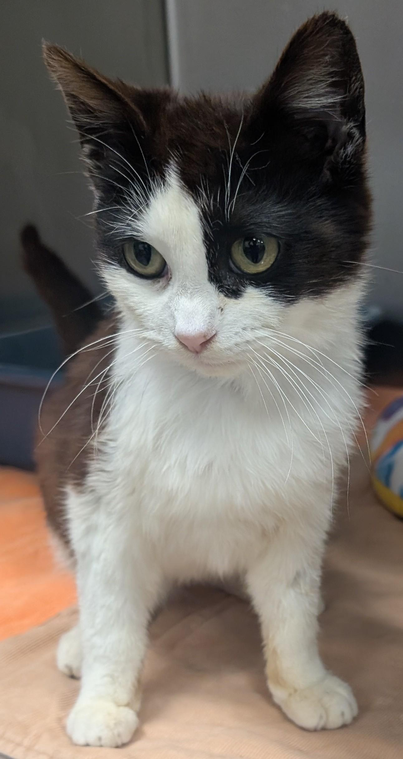 Trixie, Adult Female Domestic Short Hair