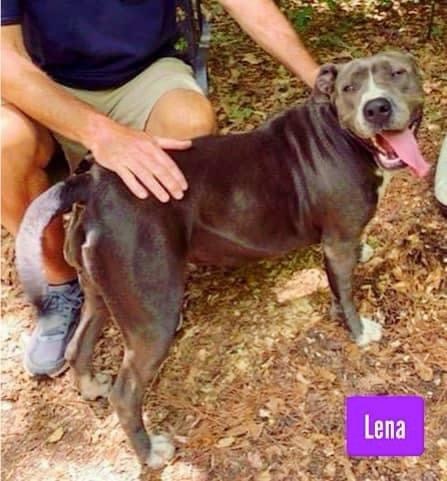 Lena, a Adoptable mixed breed in Stockbridge, GA image 5/6