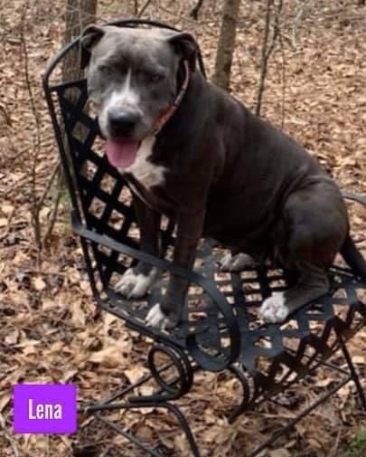 Lena, a Adoptable mixed breed in Stockbridge, GA image 1/6