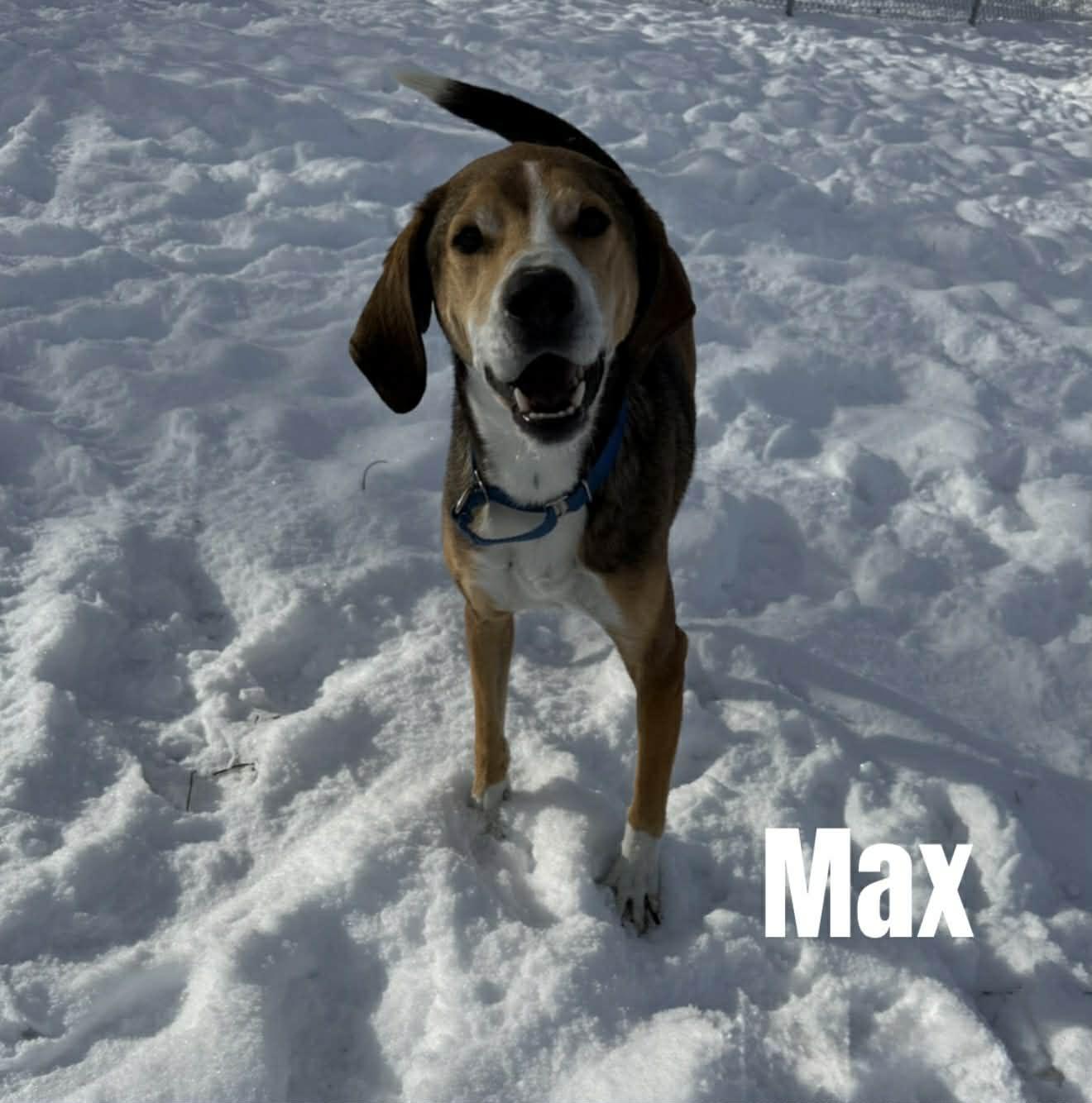 Max, a ADOPTABLE Hound in Quincy, MI image 6/6