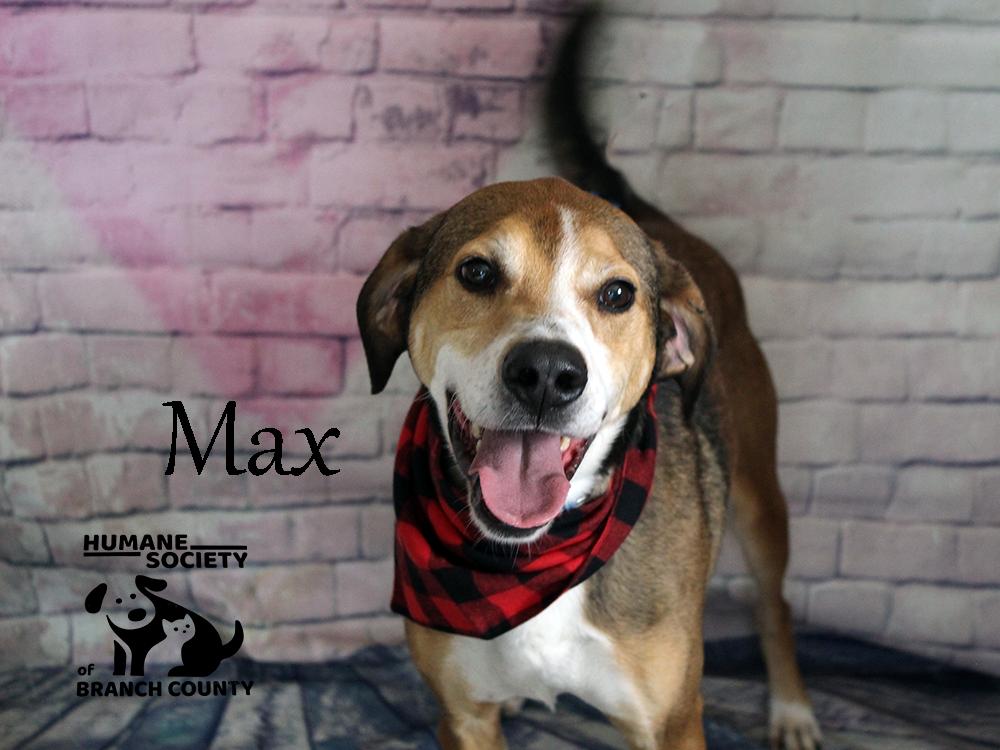 Max, a ADOPTABLE Hound in Quincy, MI image 1/6