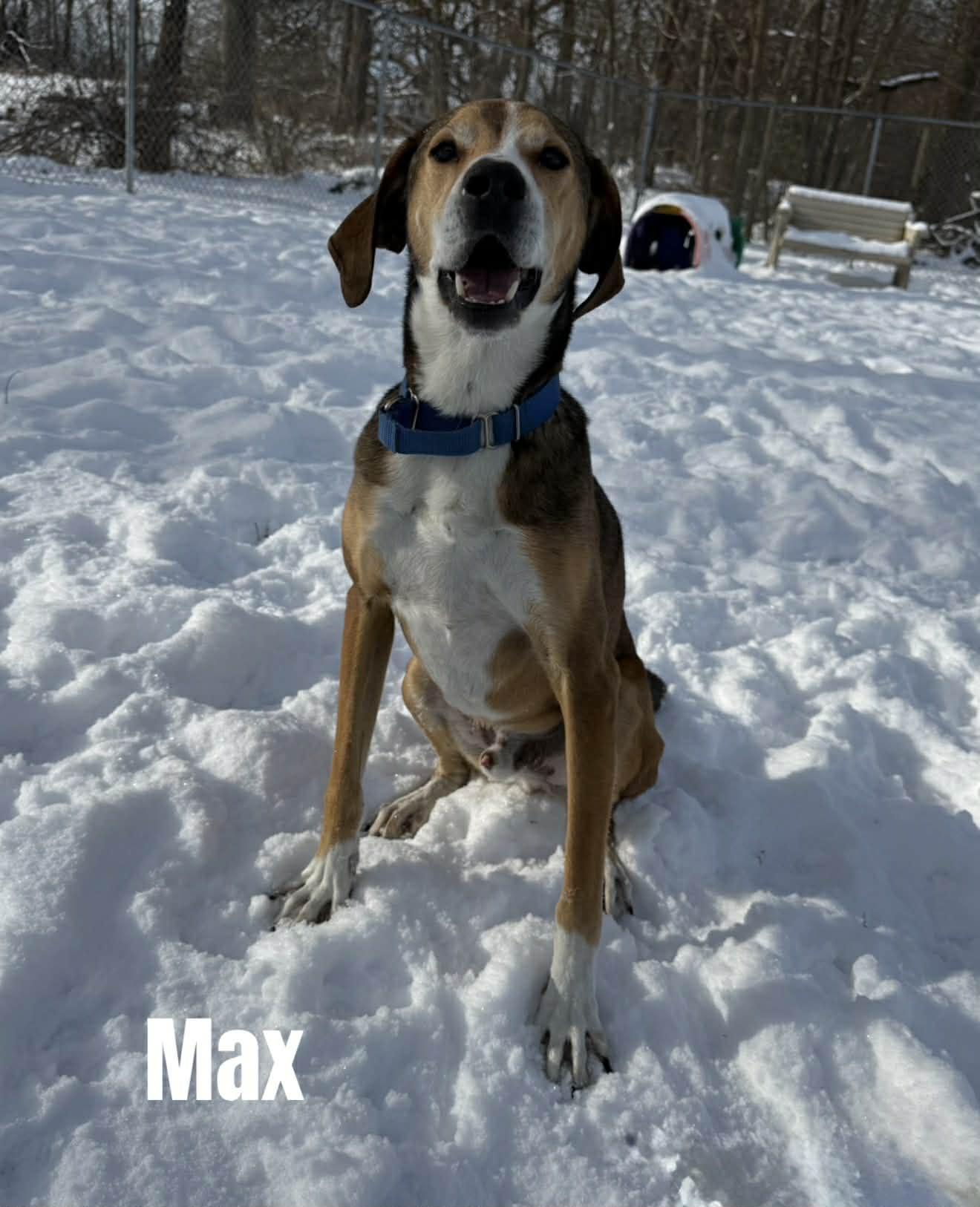 Max, a ADOPTABLE Hound in Quincy, MI image 4/6