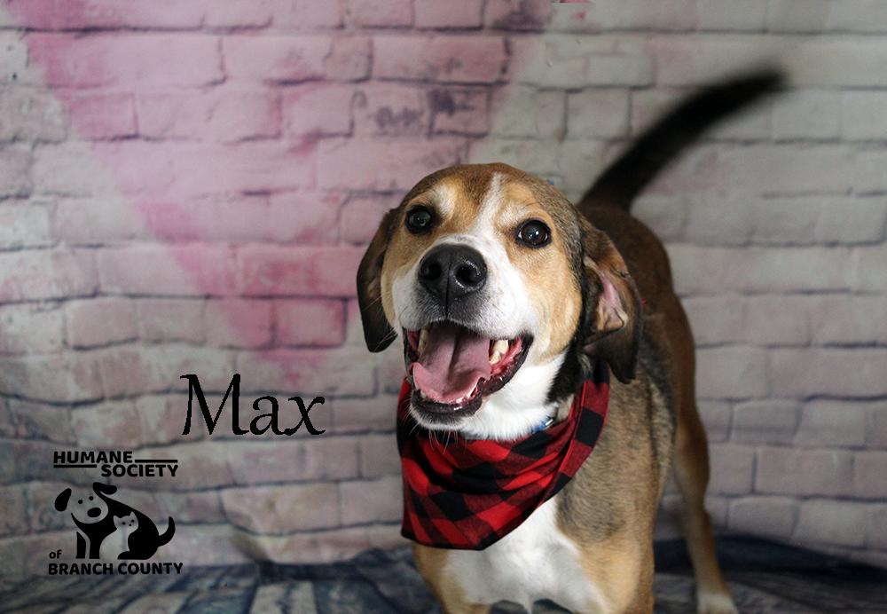 Max, a ADOPTABLE Hound in Quincy, MI image 2/6