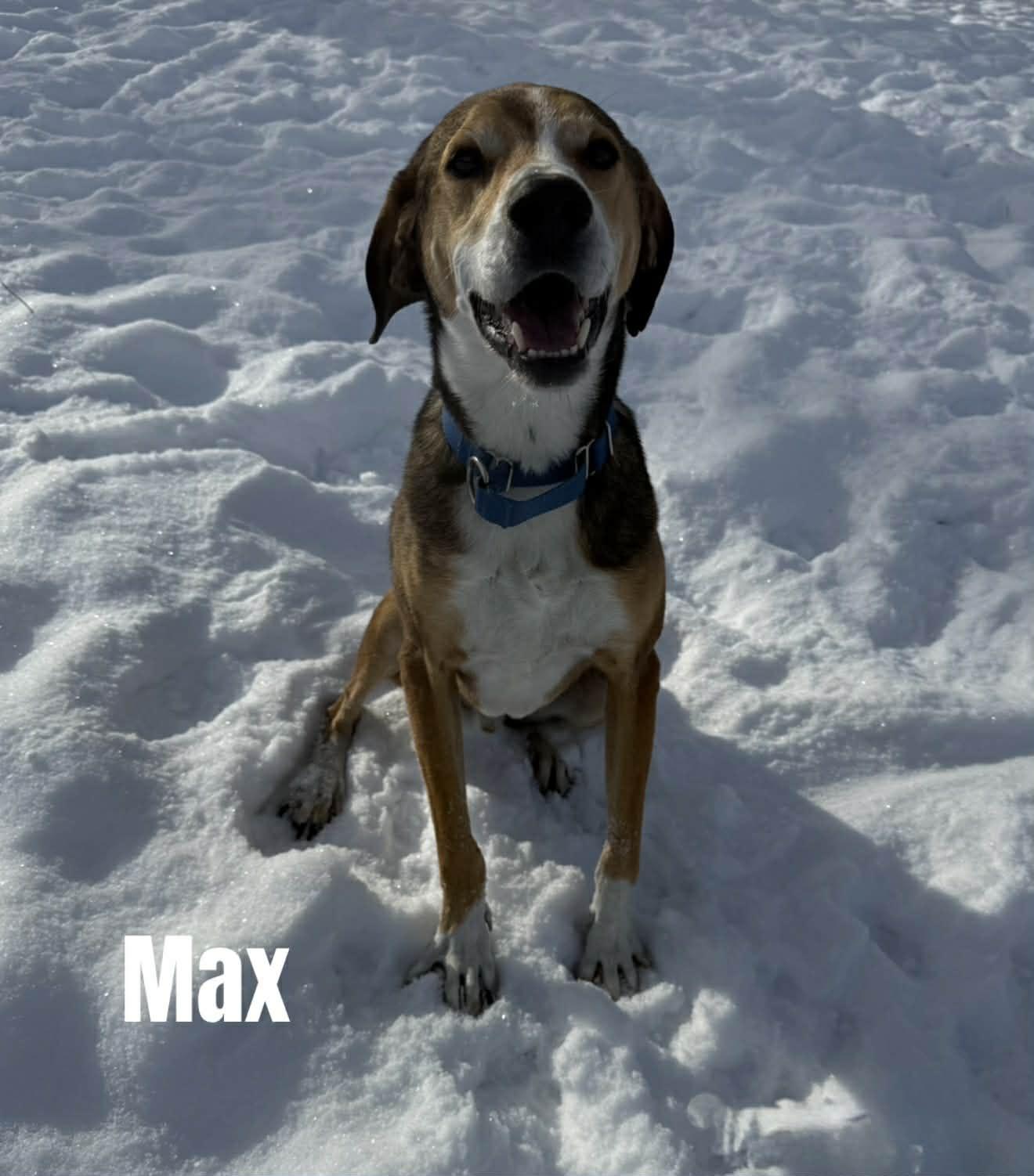 Max, a ADOPTABLE Hound in Quincy, MI image 5/6