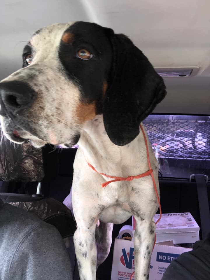 Johnny Walker, Adoptable, Adult Male Treeing Walker Coonhound.