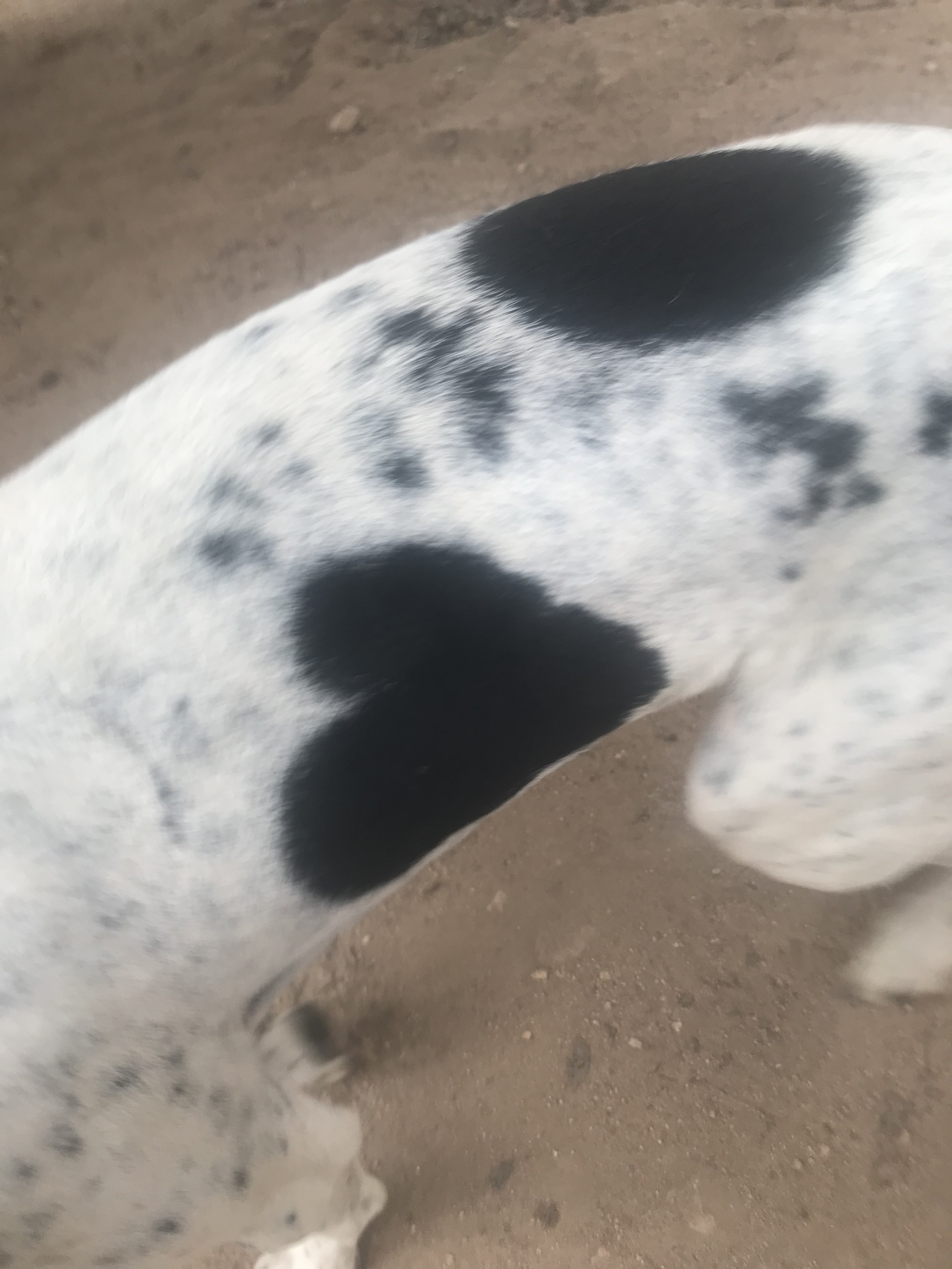 Enlarge Johnny Walker, a Adoptable Treeing Walker Coonhound in Oakhurst, CA image 2/6