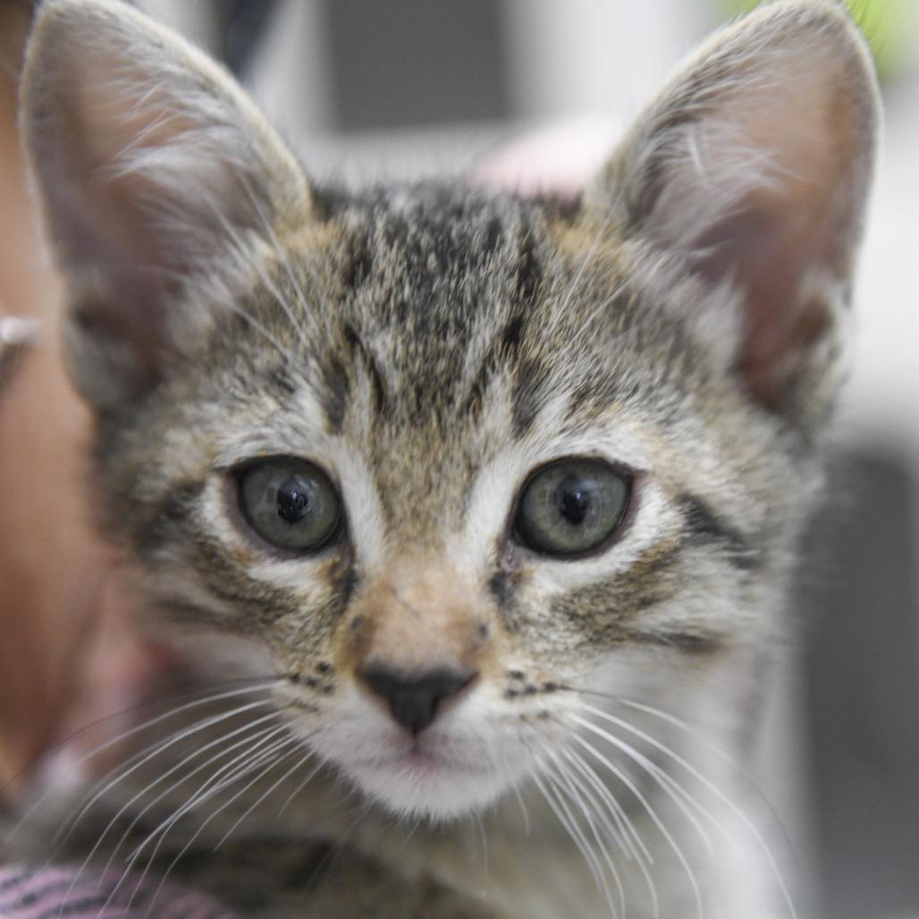 Voyage, Adoptable, Kitten Male Domestic Short Hair.