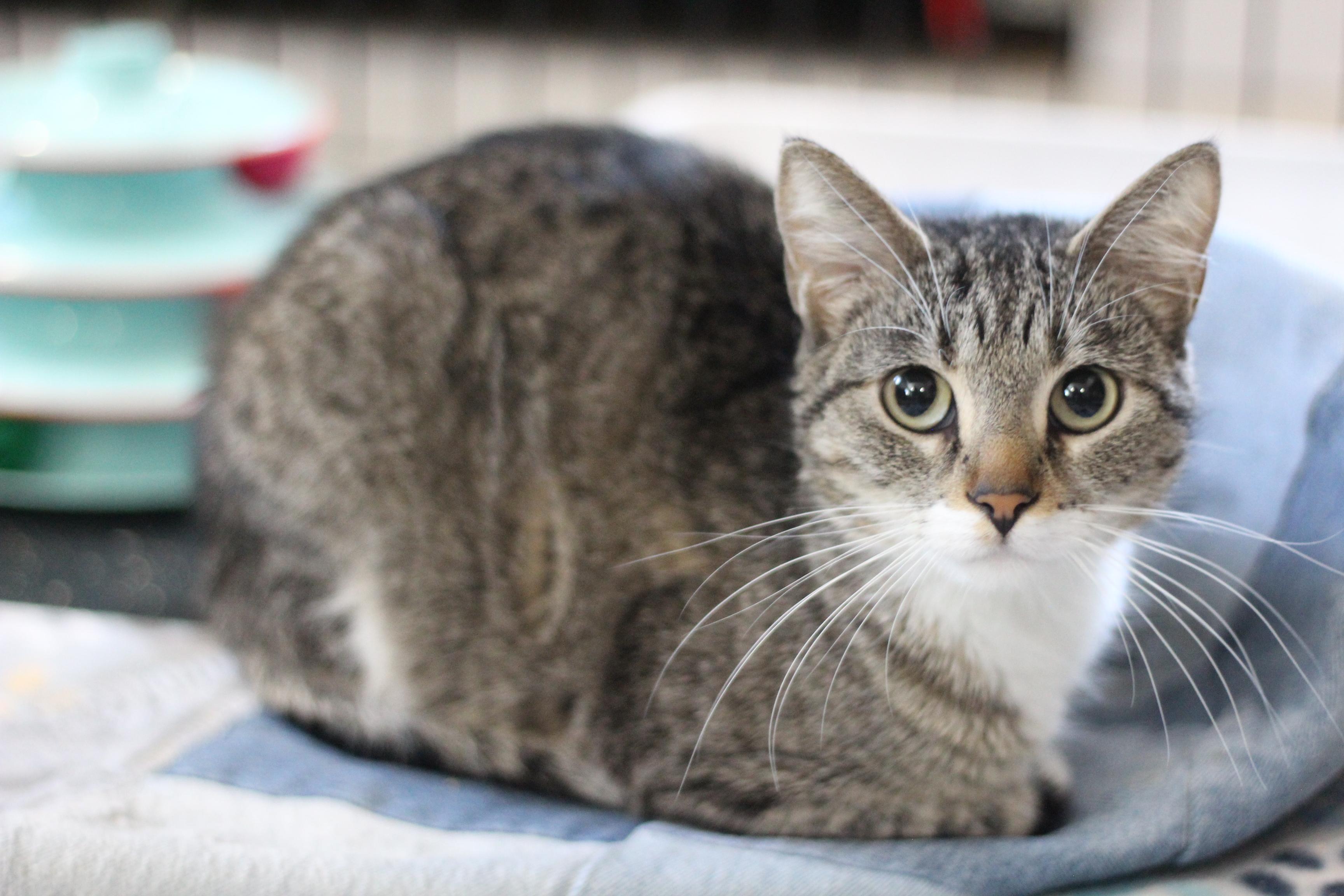 Cupcake, adopted, Young Female Domestic Short Hair.
