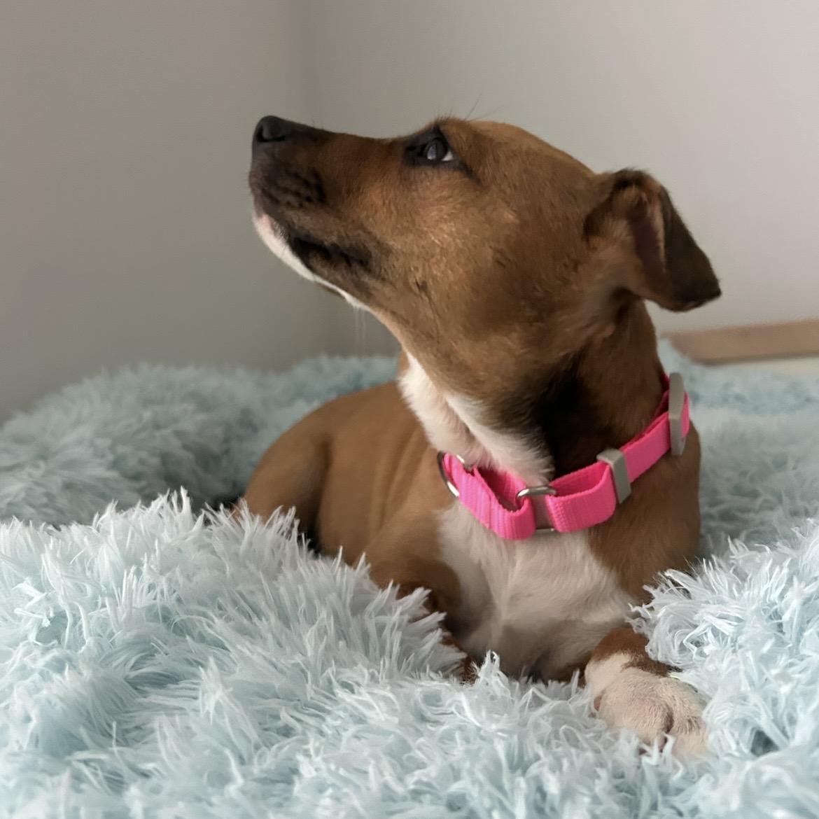 Enlarge Caramel, a Adoptable mixed breed in Missoula, MT image 3/6