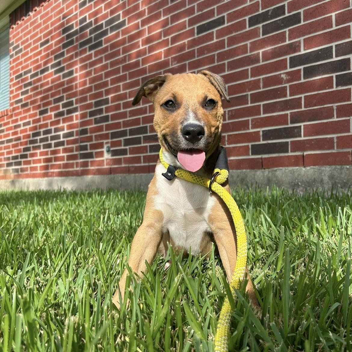 Enlarge Caramel, a Adoptable mixed breed in Missoula, MT image 1/6
