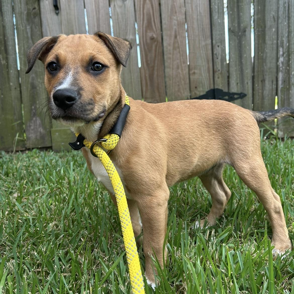 Enlarge Caramel, a Adoptable mixed breed in Missoula, MT image 4/6