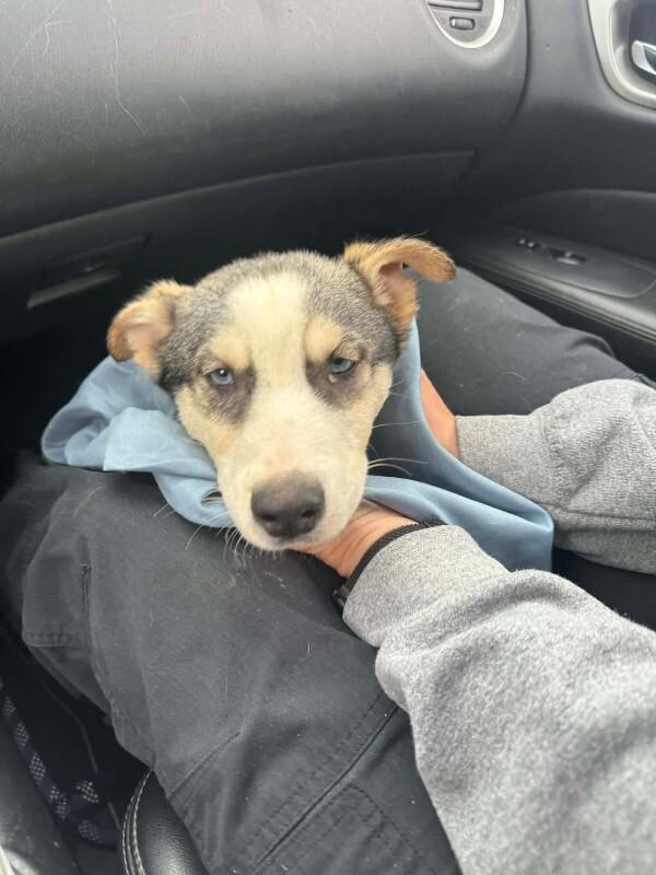 Turkey, Adoptable, Puppy Male Husky.