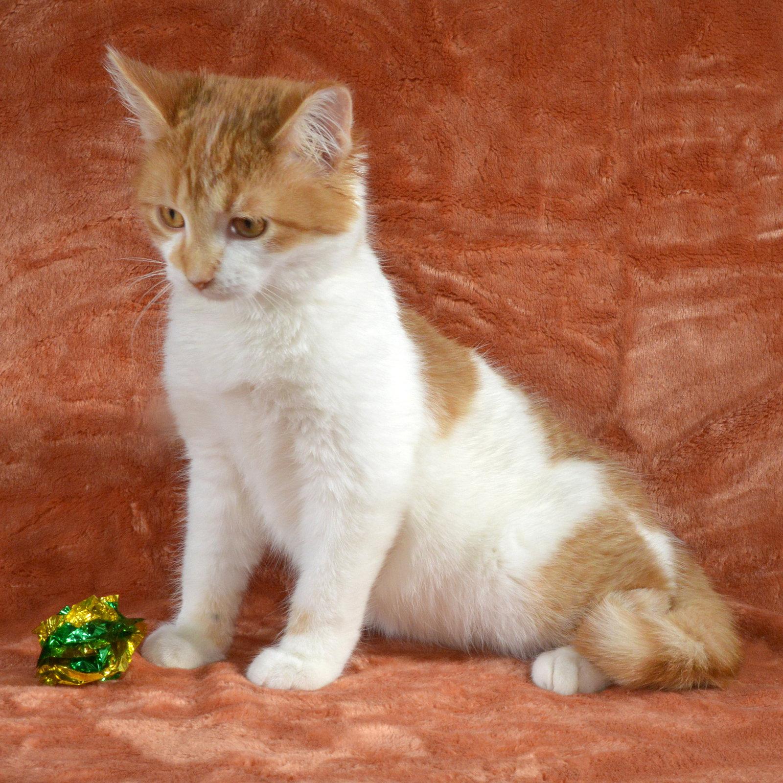 Rudy, Adopted, Kitten Male Domestic Short Hair.