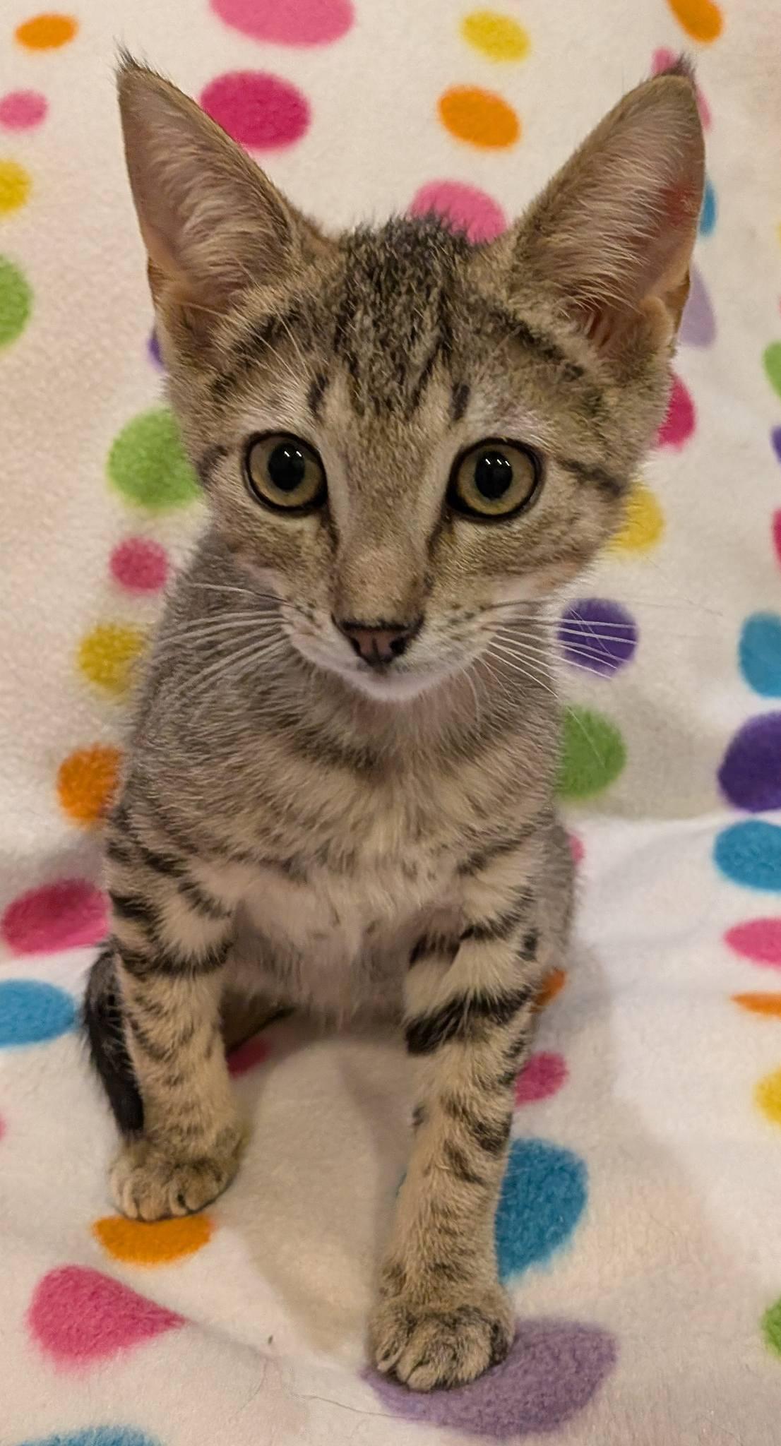 Tajin, a ADOPTABLE Domestic Short Hair in Queen Creek, AZ image 3/5