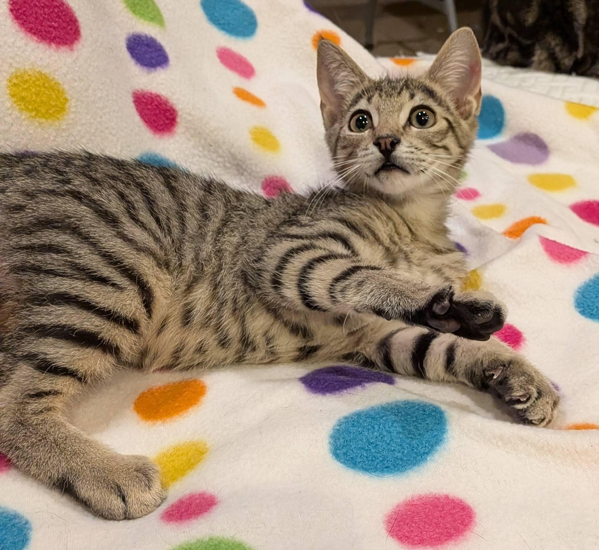 Tajin, a ADOPTABLE Domestic Short Hair in Queen Creek, AZ image 4/5