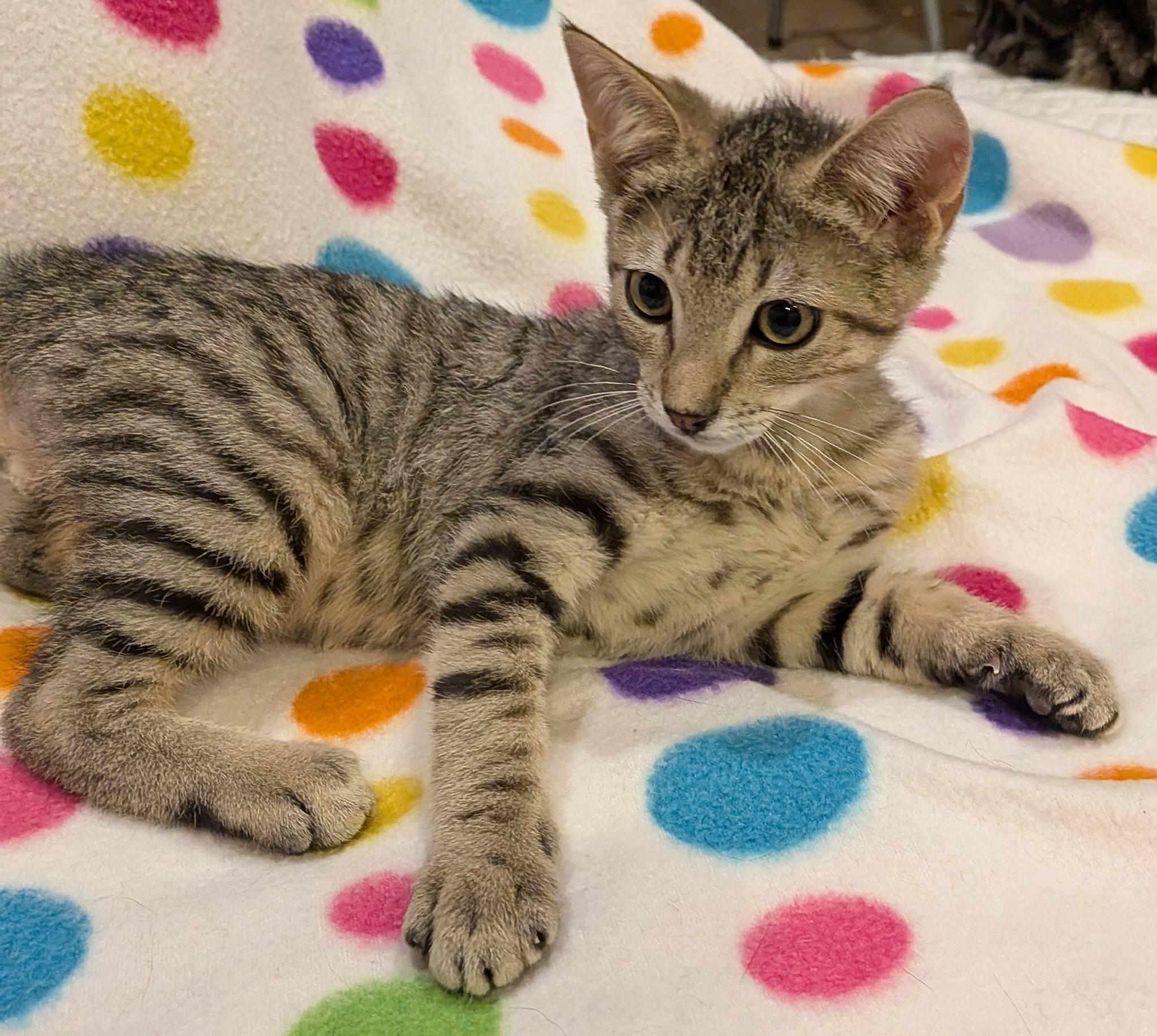 Tajin, a ADOPTABLE Domestic Short Hair in Queen Creek, AZ image 2/5