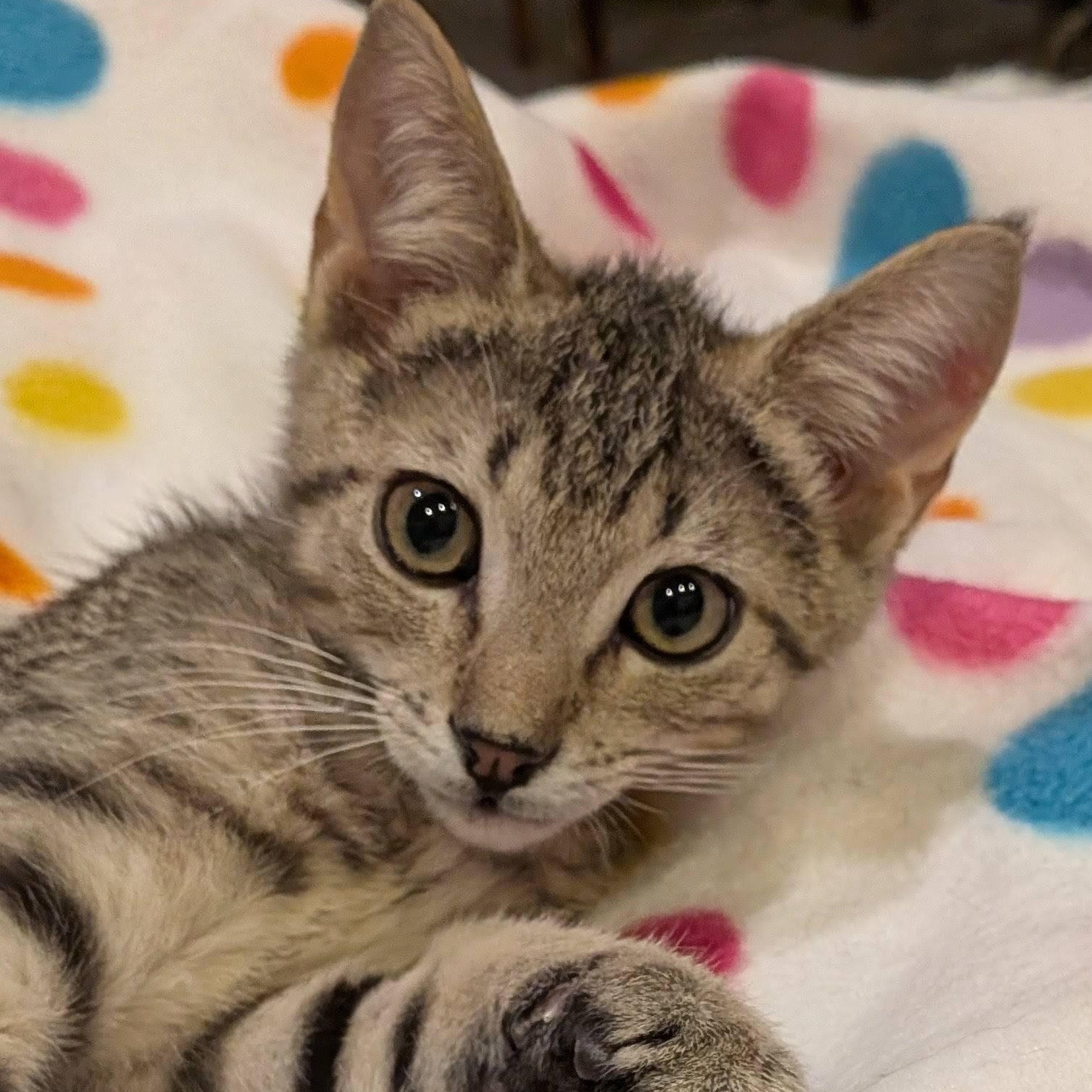 Tajin, a ADOPTABLE Domestic Short Hair in Queen Creek, AZ image 1/5