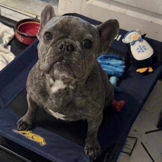 Wayne, an adopted French Bulldog in Lake Worth, FL image 3/6
