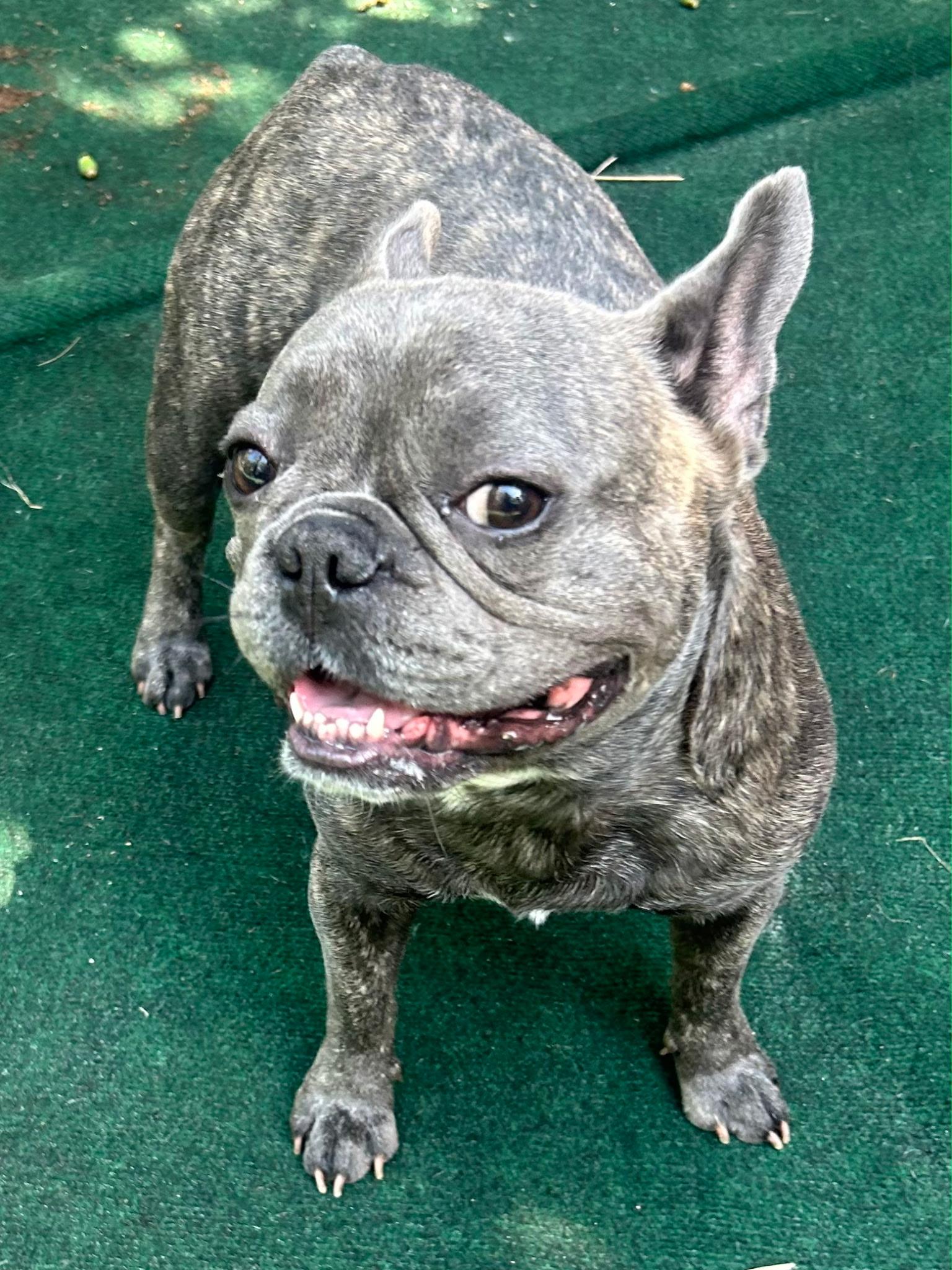 Wayne, an adopted French Bulldog in Lake Worth, FL image 2/6