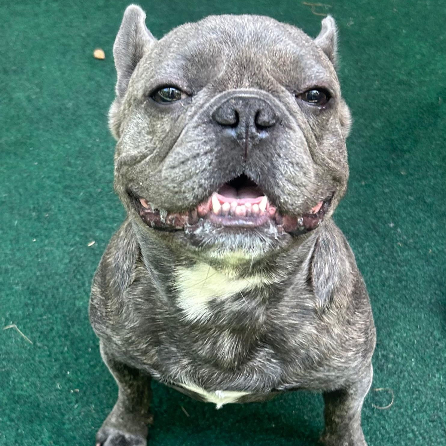 Wayne, an adopted French Bulldog in Lake Worth, FL image 1/6