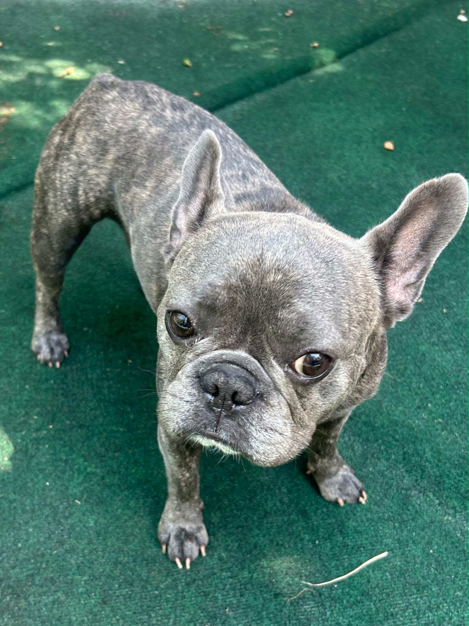 Wayne, an adopted French Bulldog in Lake Worth, FL image 5/6