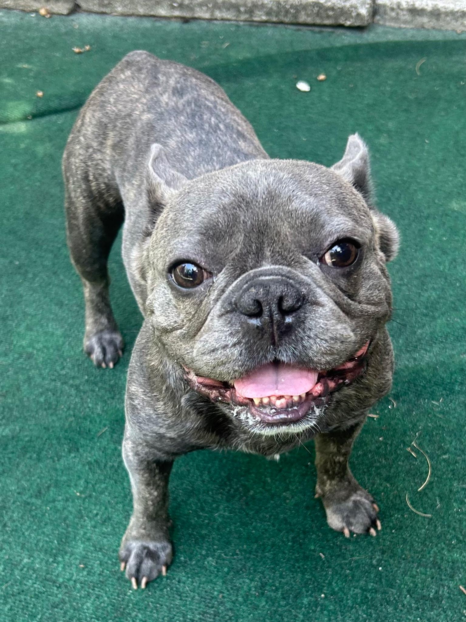Wayne, an adopted French Bulldog in Lake Worth, FL image 6/6
