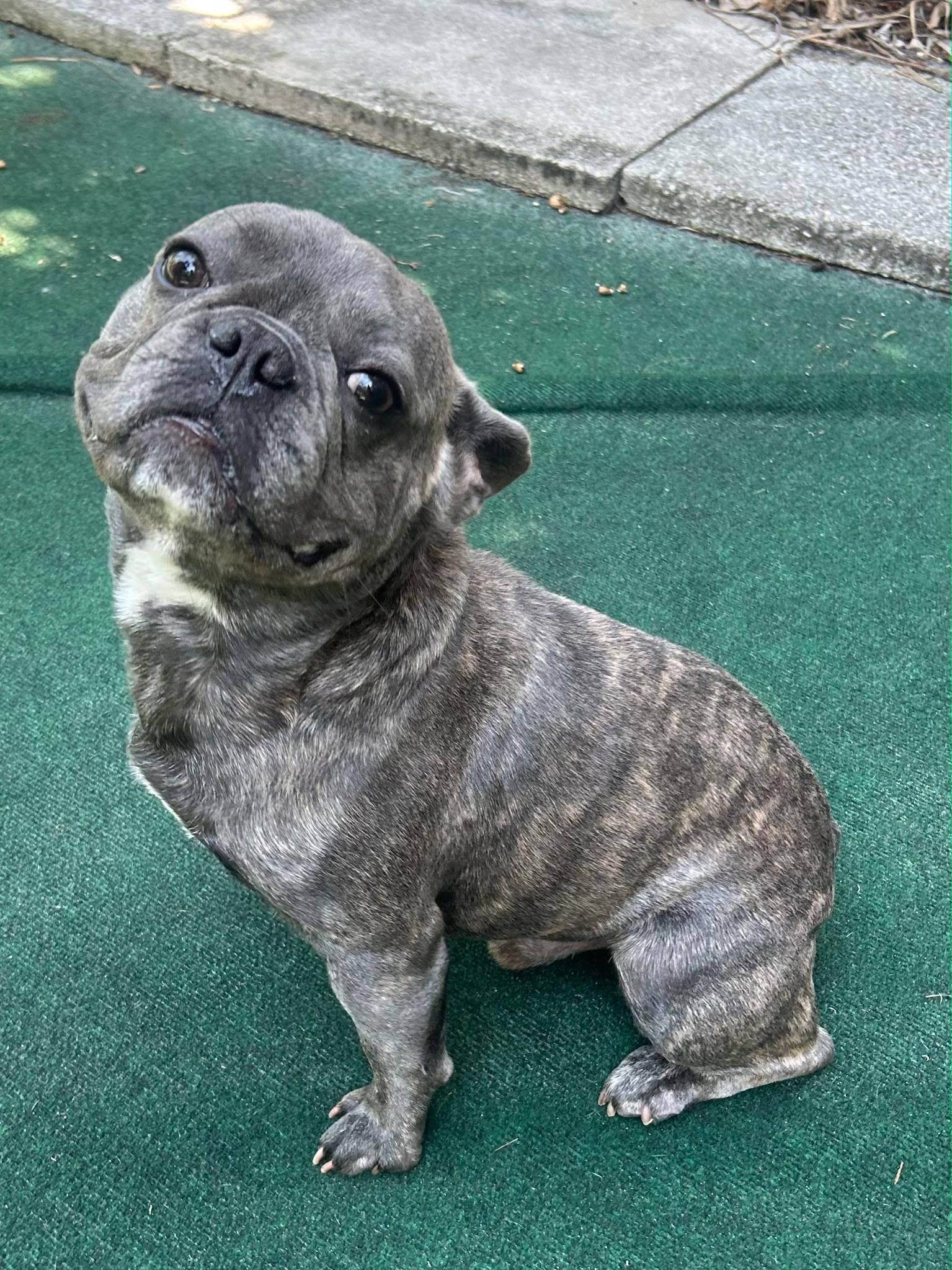 Wayne, an adopted French Bulldog in Lake Worth, FL image 4/6