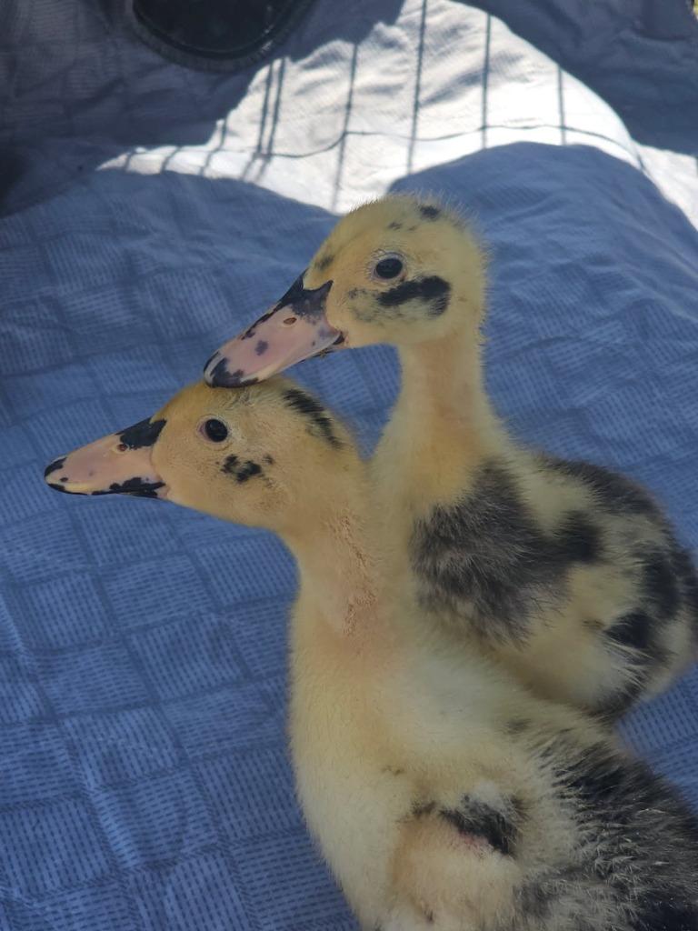 Cradle, Adopted, Baby Female Duck.