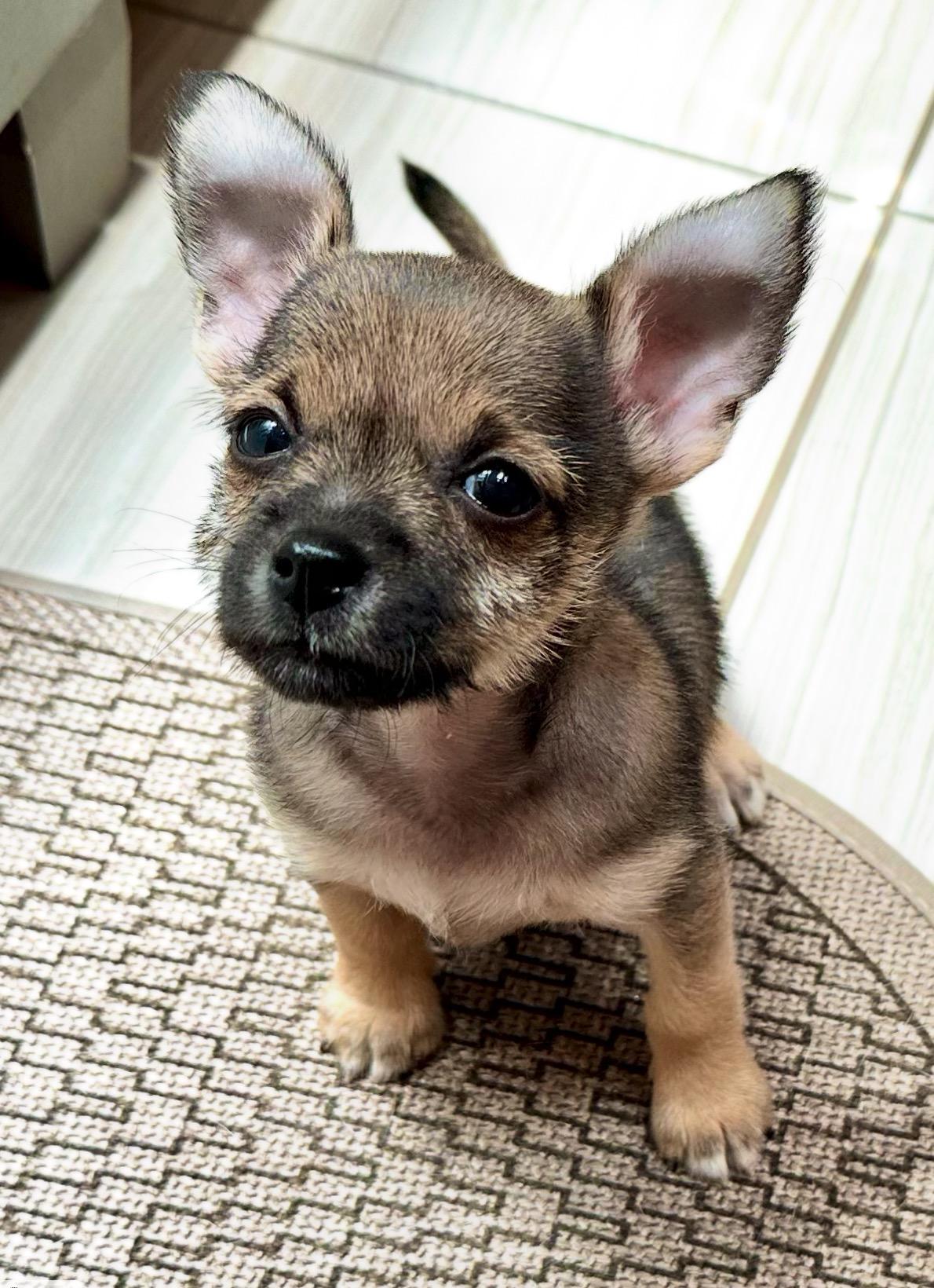 Tyson Chihuahua Dog