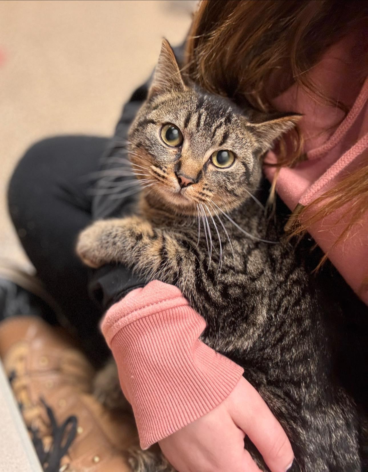 Jam, adopted, Young Female Domestic Short Hair.