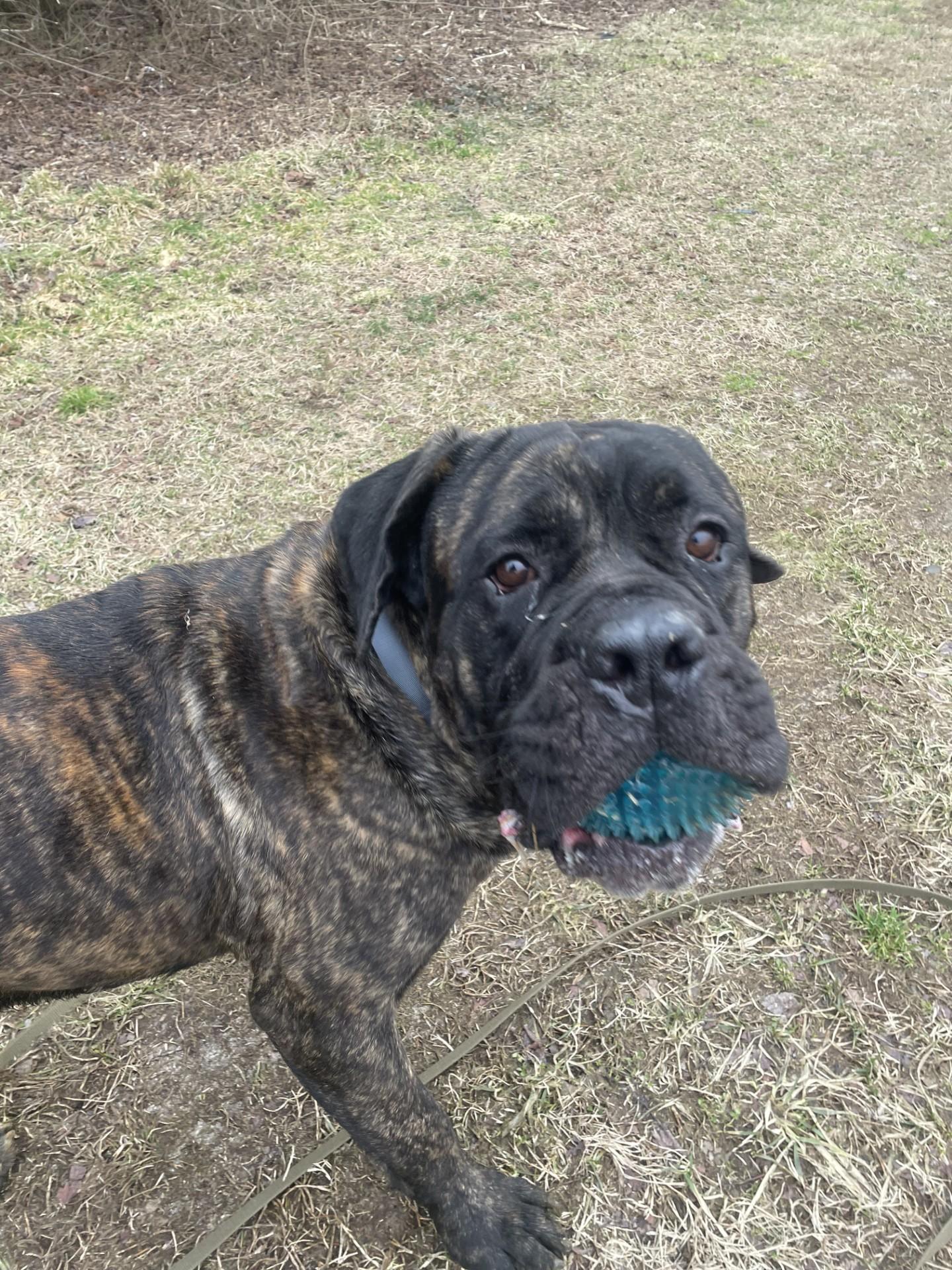 Odin, ADOPTABLE, Young Male Mastiff.