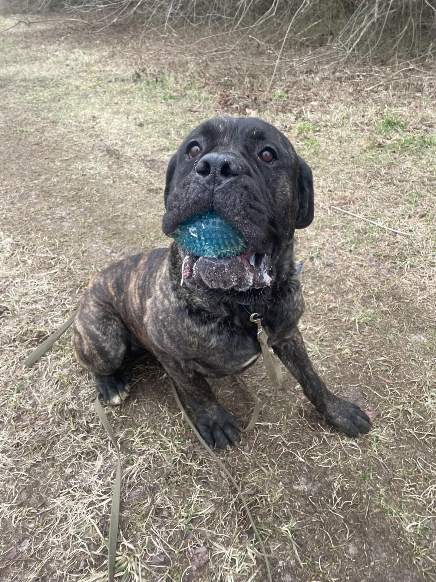 Enlarge Odin, a ADOPTABLE Mastiff in Ashland, VA image 2/2