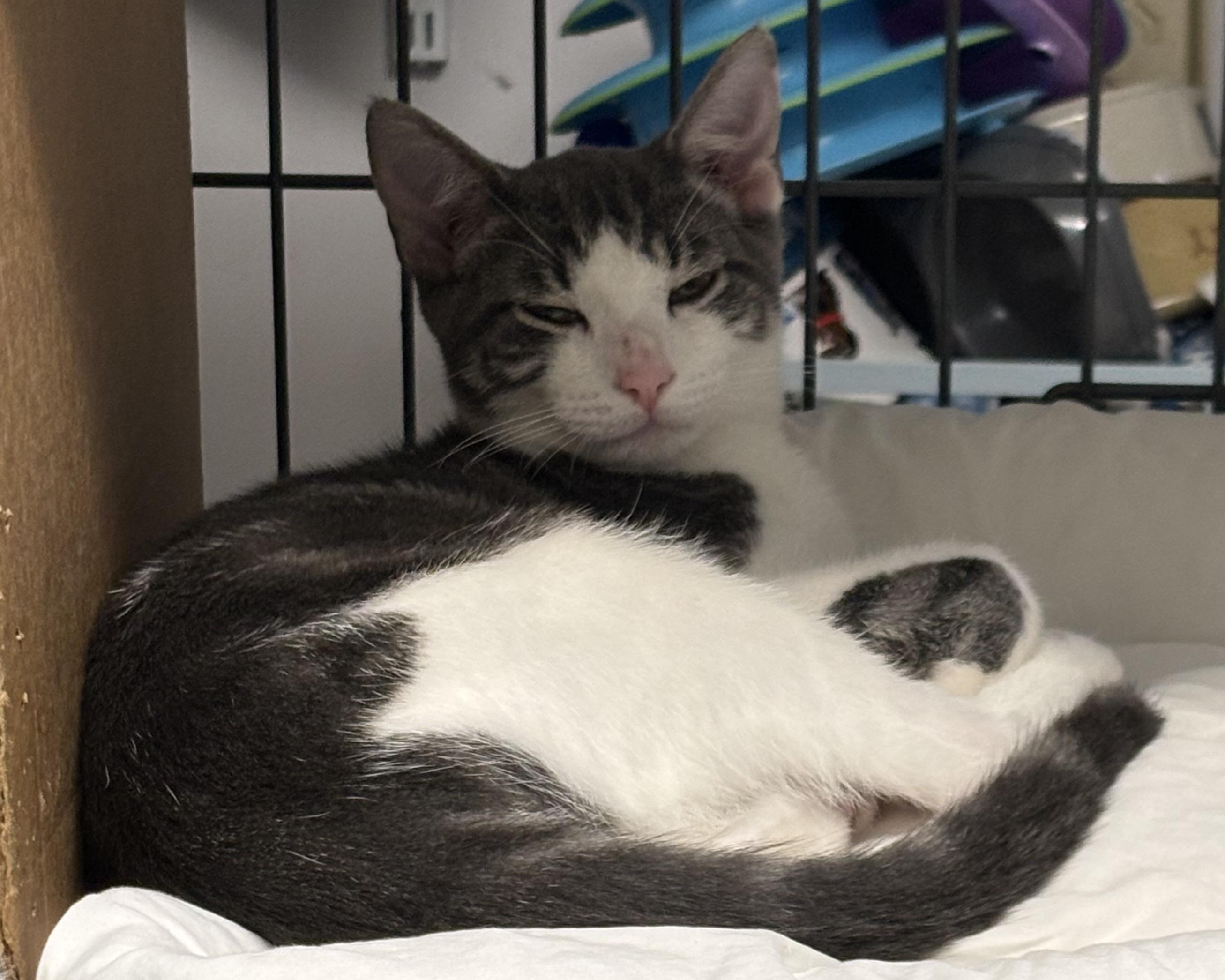 Stormy and Cloudy, a ADOPTABLE Domestic Short Hair in Marblehead, MA image 2/3