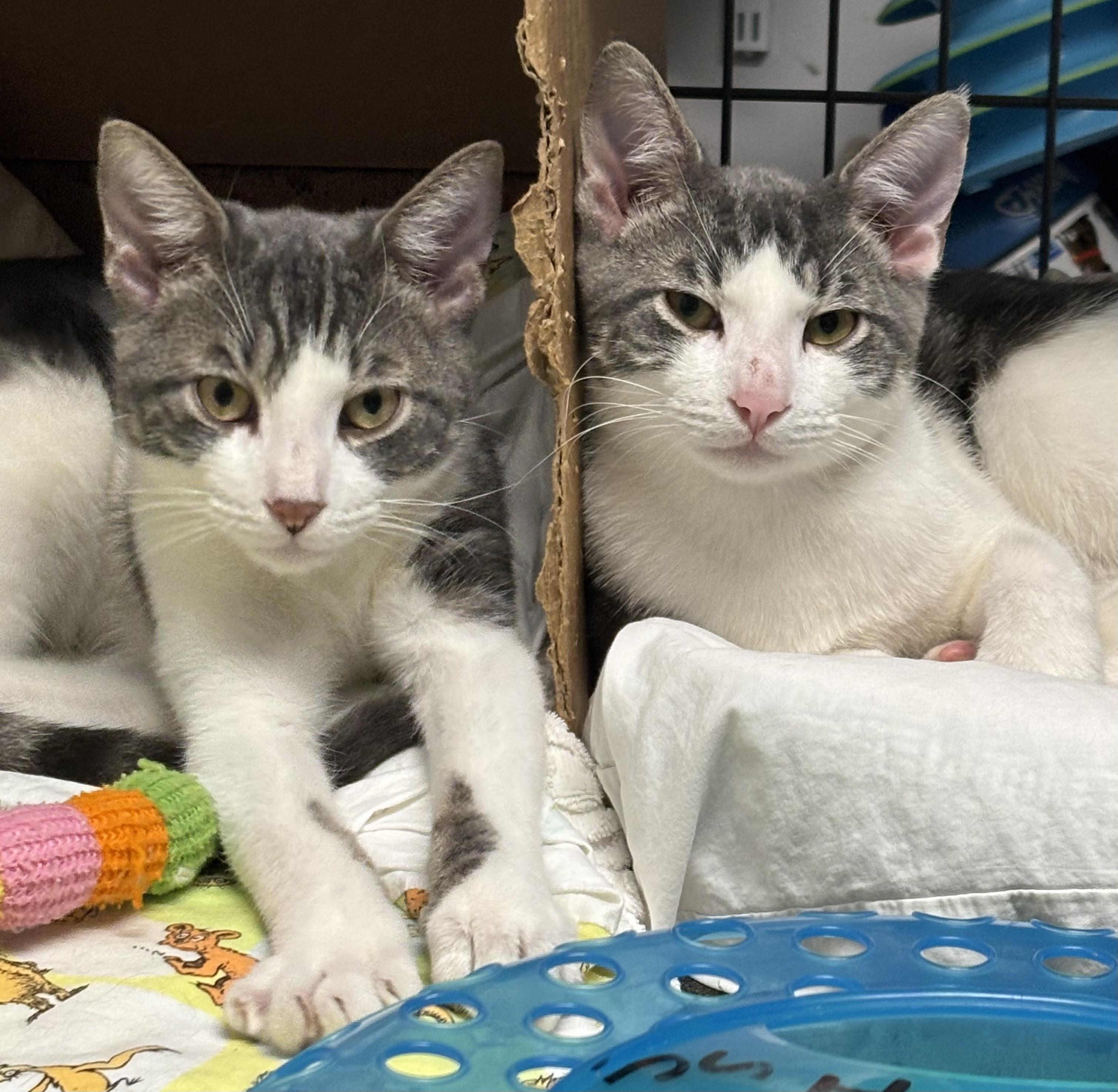 Stormy and Cloudy, ADOPTABLE, Young Male Domestic Short Hair.