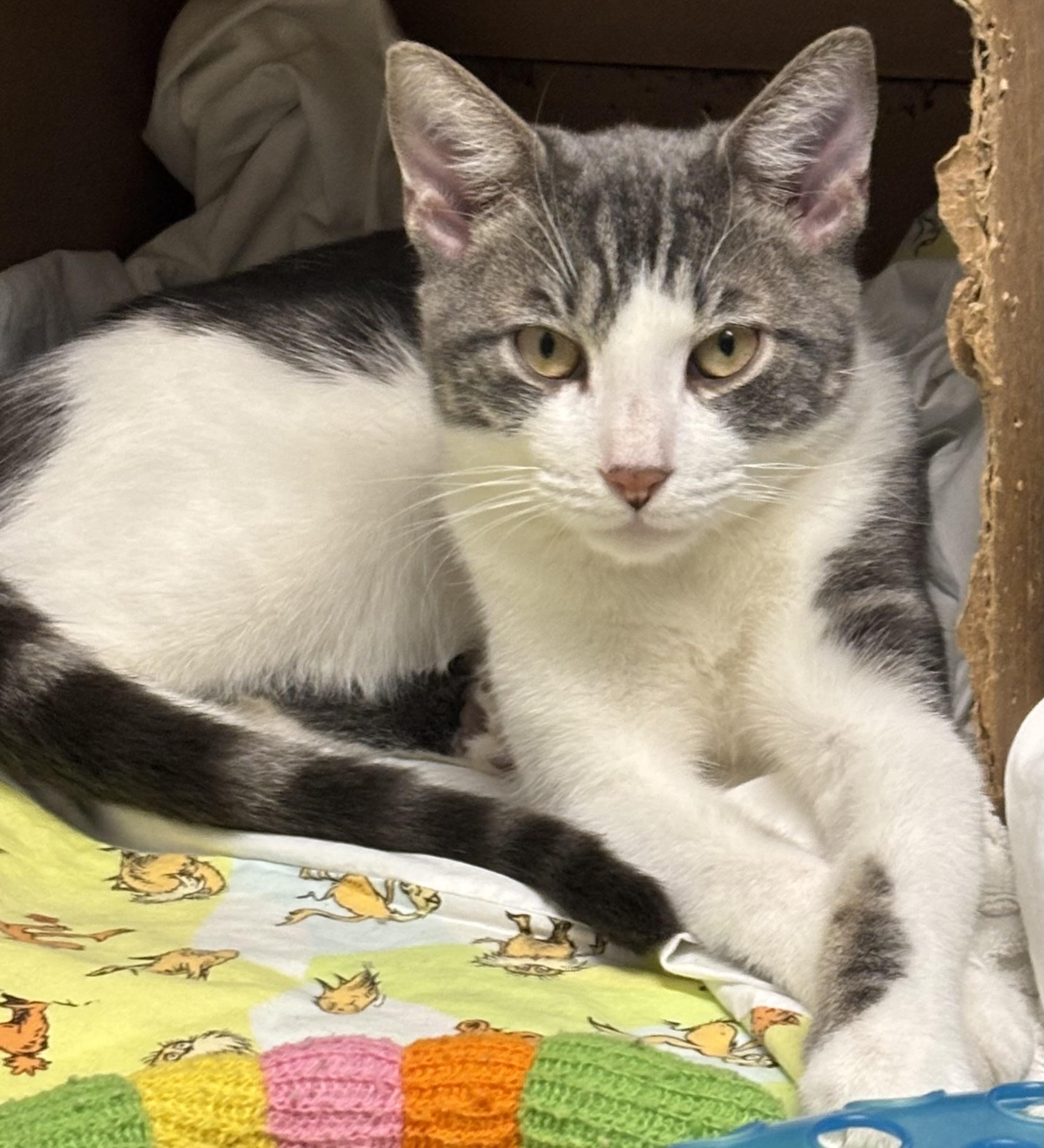 Stormy and Cloudy, a ADOPTABLE Domestic Short Hair in Marblehead, MA image 3/3