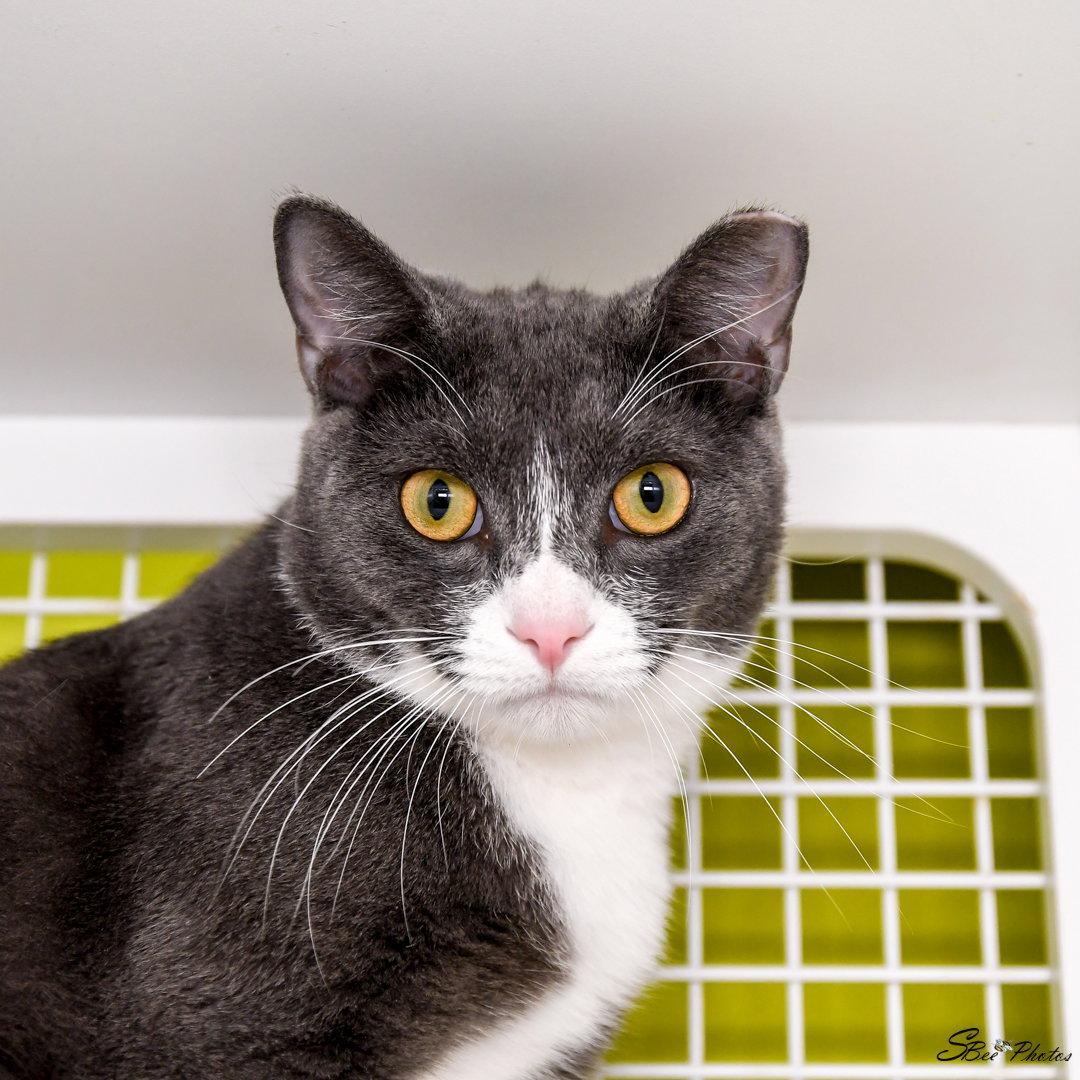 Bubbles, Adoptable, Young Male Domestic Short Hair.