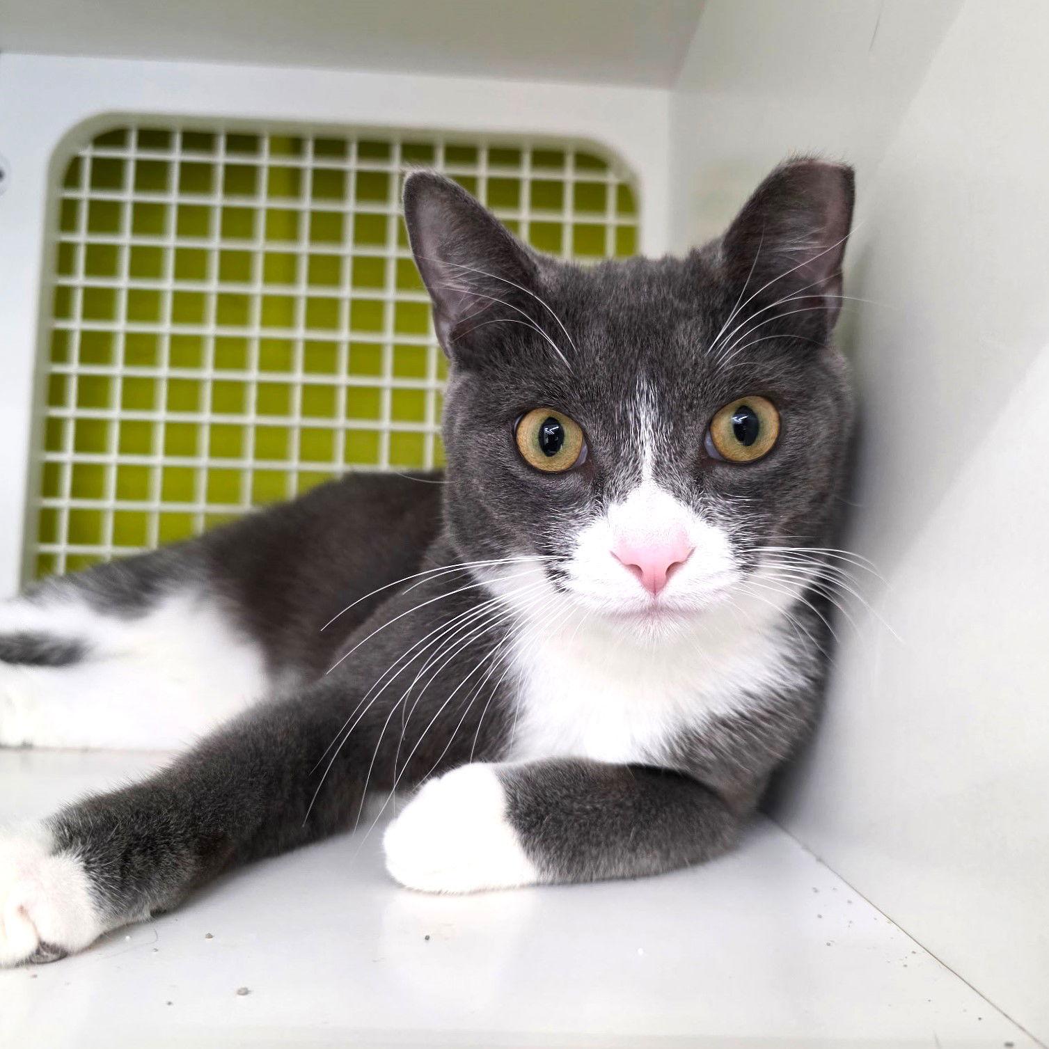 Enlarge Bubbles, a Adoptable Domestic Short Hair in St. Cloud, FL image 1/3