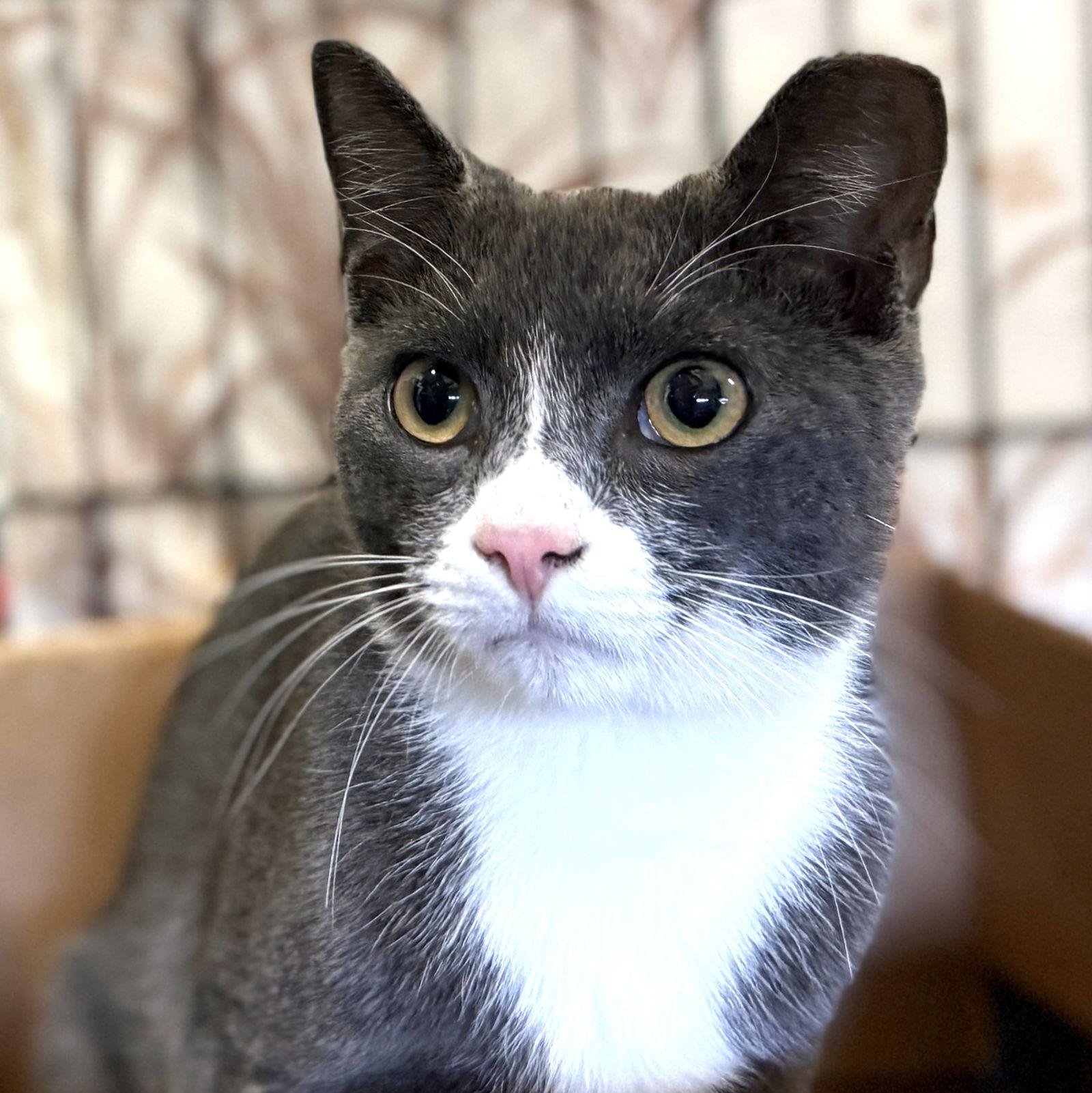 Enlarge Bubbles, a Adoptable Domestic Short Hair in St. Cloud, FL image 2/3