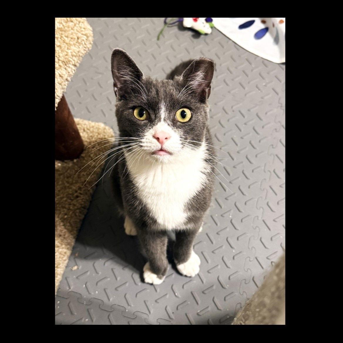 Enlarge Bubbles, a Adoptable Domestic Short Hair in St. Cloud, FL image 3/3