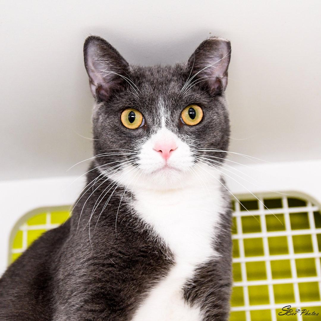 Enlarge Bubbles, a Adoptable Domestic Short Hair in St. Cloud, FL image 3/3
