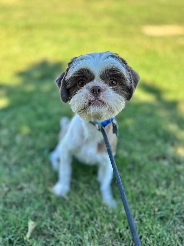 Enlarge Remi, a Adoptable Shih Tzu in Aiken, SC image 1/3