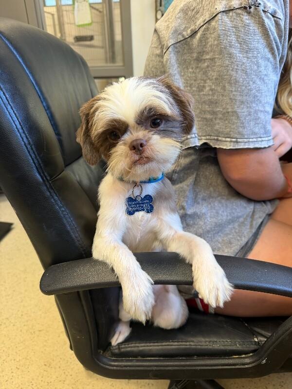 Enlarge Remi, a Adoptable Shih Tzu in Aiken, SC image 2/3