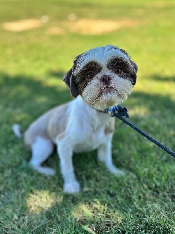 Enlarge Remi, a Adoptable Shih Tzu in Aiken, SC image 3/3
