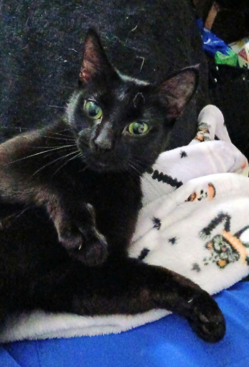 HOPE #1710 - Offered by Owner, Adoptable, Adult Female Domestic Short Hair.