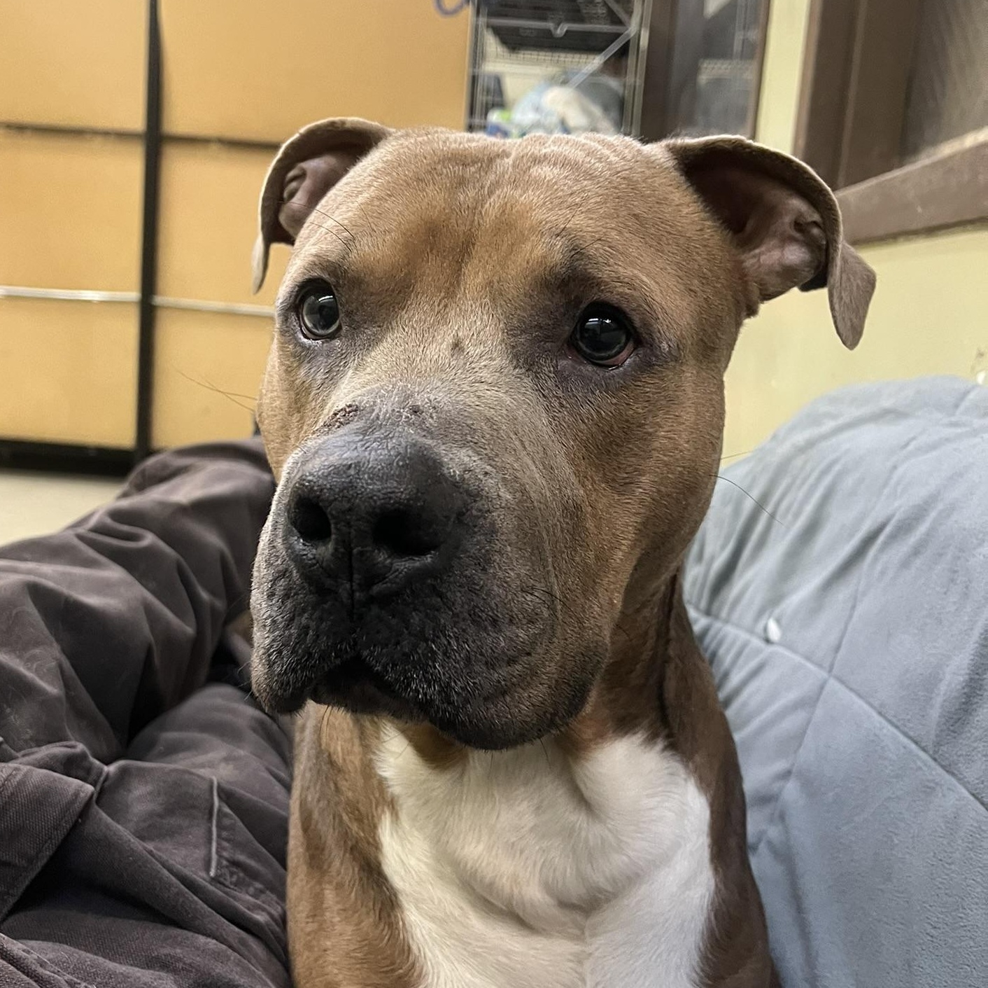 Bronco — thumbnail 2