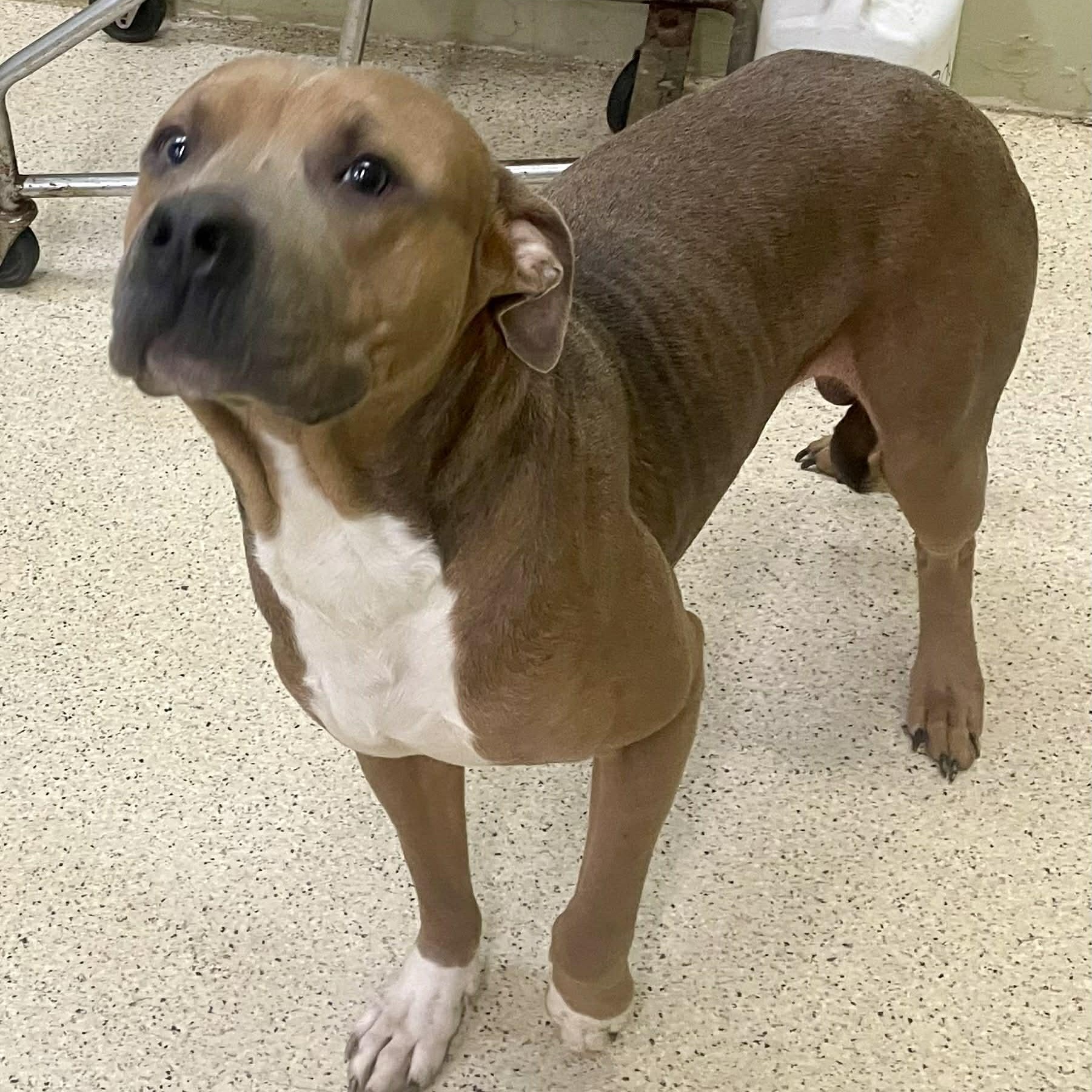 Bronco — thumbnail 3