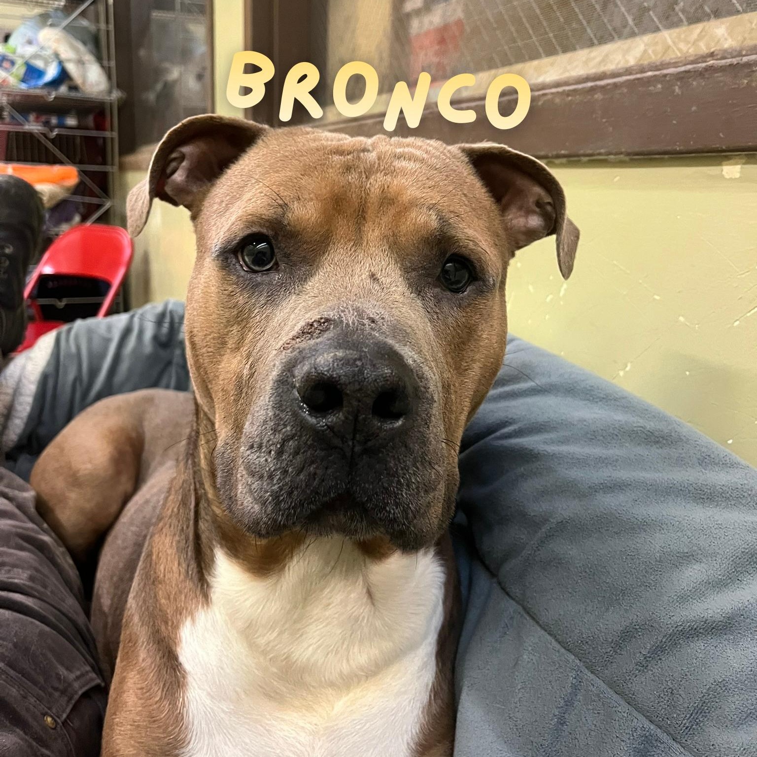 Bronco — thumbnail 5