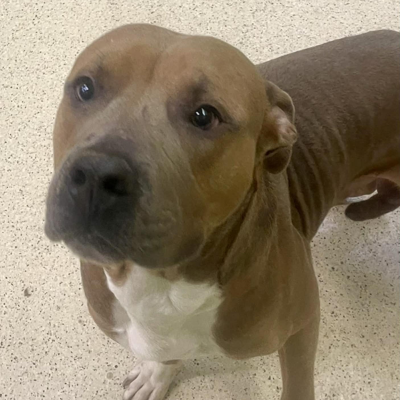 Bronco — thumbnail 6