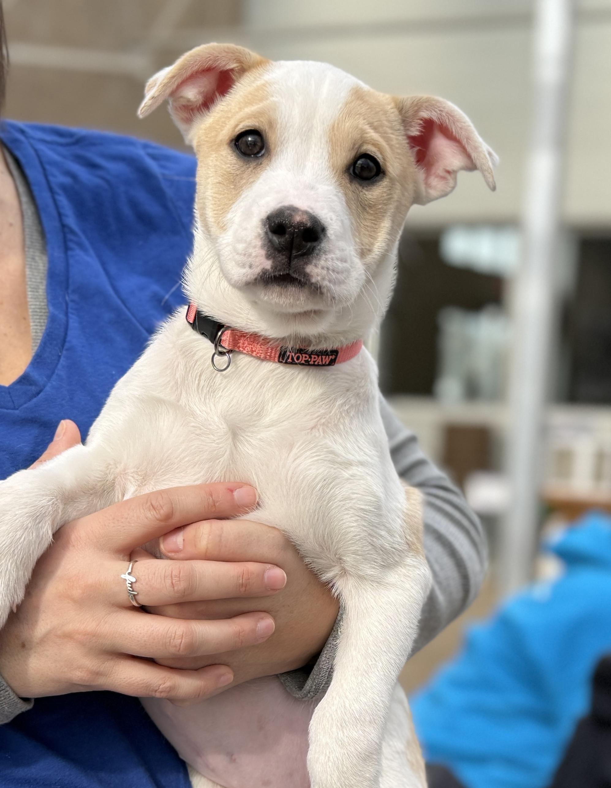 Enlarge Emerson, a ADOPTABLE mixed breed in Minneapolis, MN image 2/5