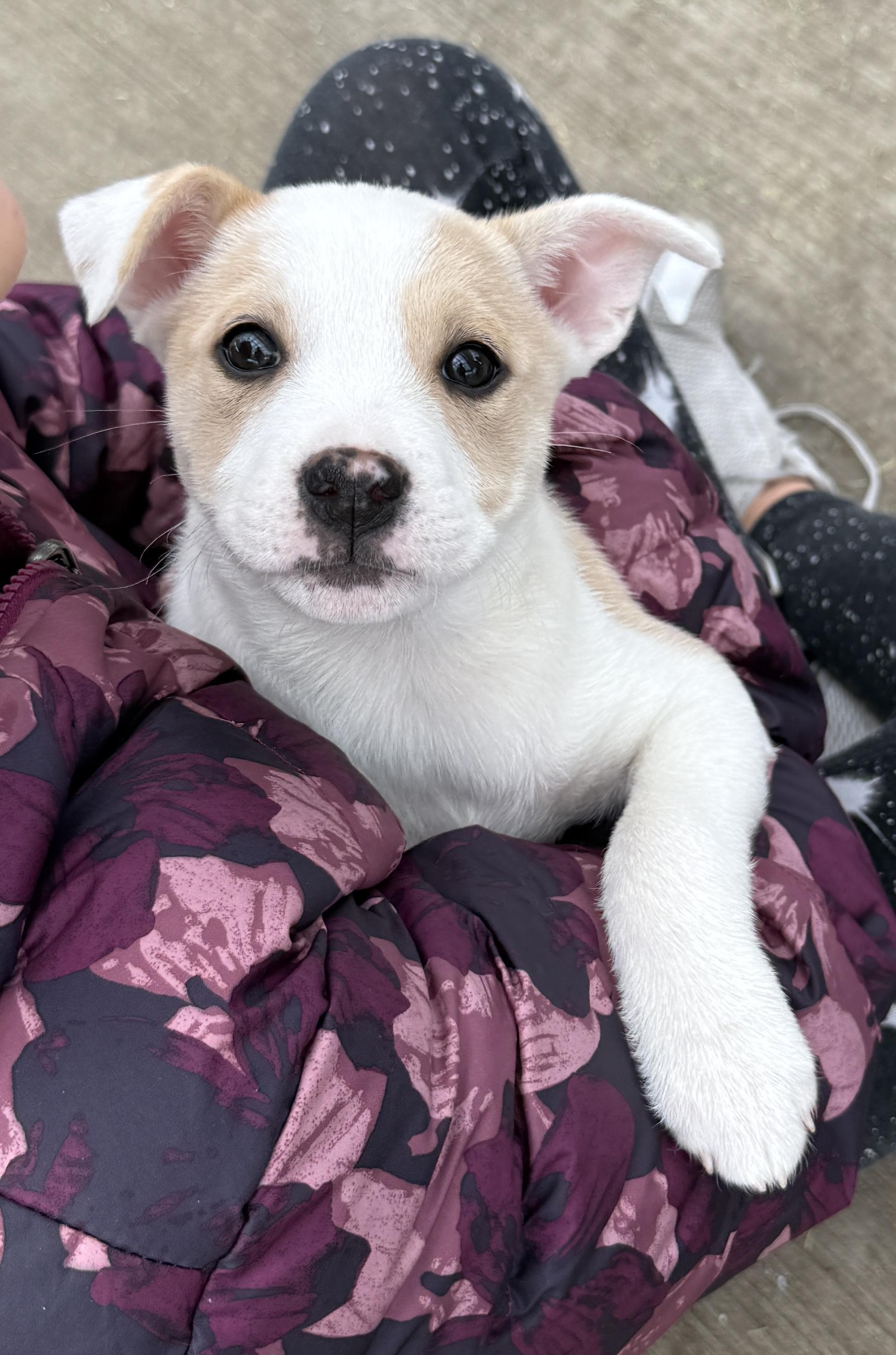 Enlarge Emerson, a ADOPTABLE mixed breed in Minneapolis, MN image 4/5